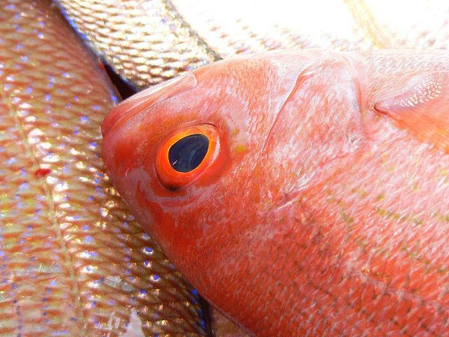 Red snapper