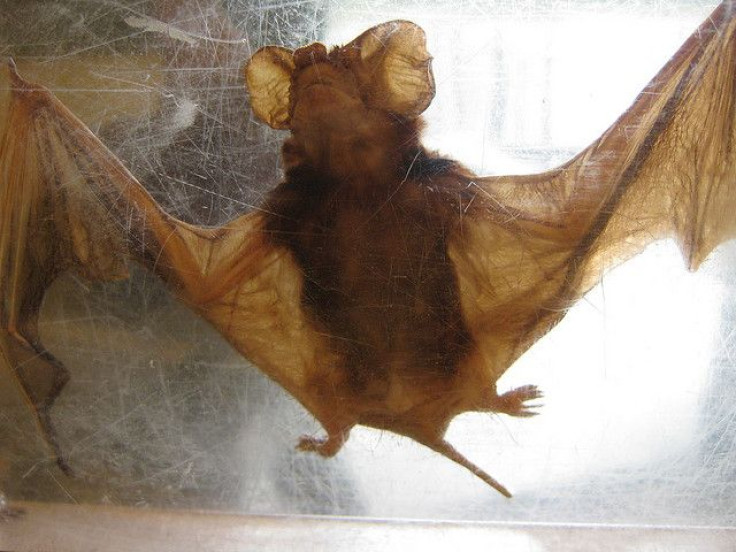 bat