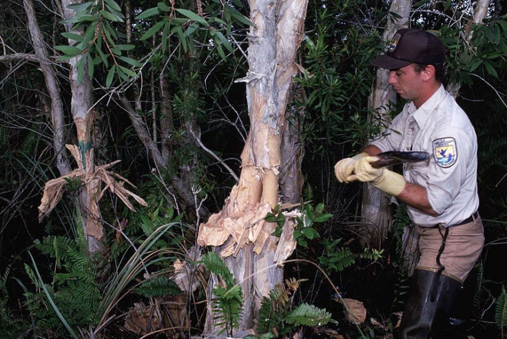 Man with ax shopping tree