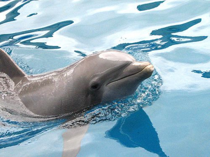 Dolphin Deaths Blamed On Disease, Or Sonar