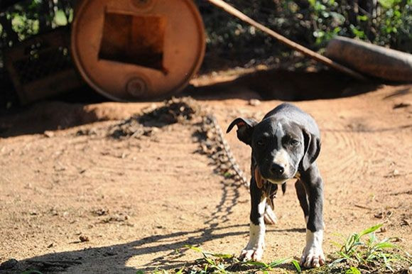Dog Fighting Raid