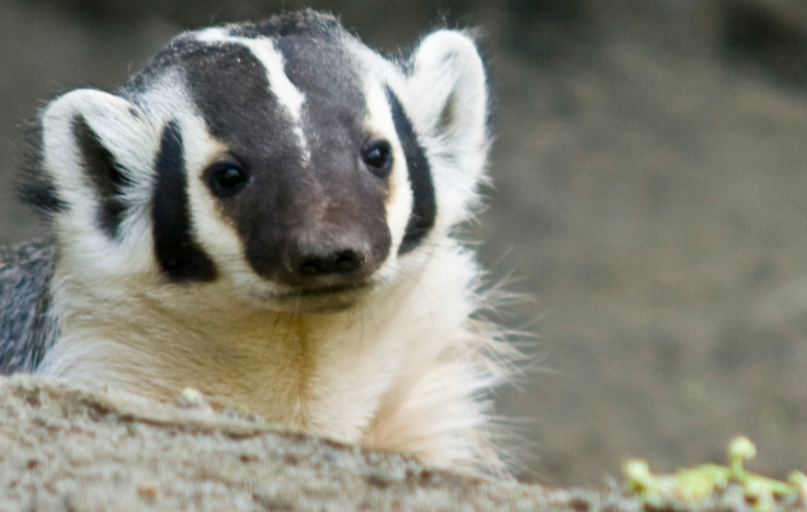 badger