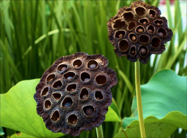 Fear Of Holes Trypophobia Is The Most Common Phobia Youve Never