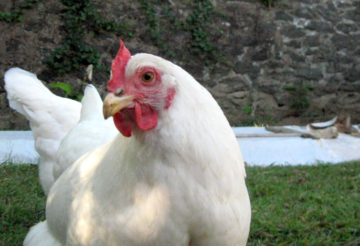 USDA Approves Import Of Chicken Into The US