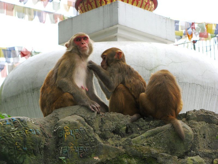 rhesus-monkeys