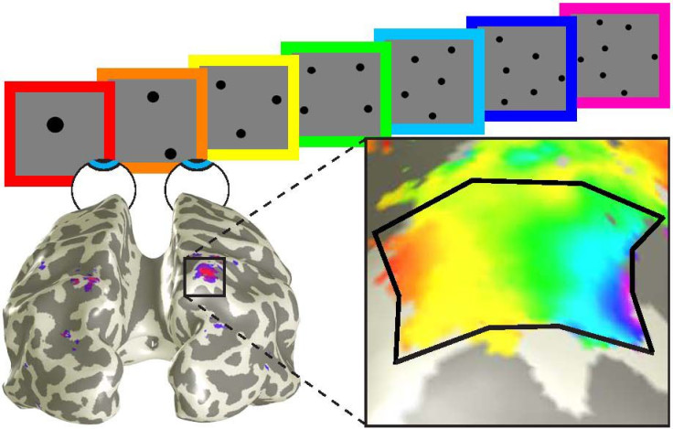parietal-cortex-numerosity