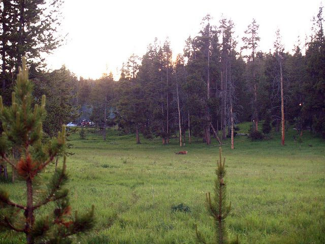yellowstone