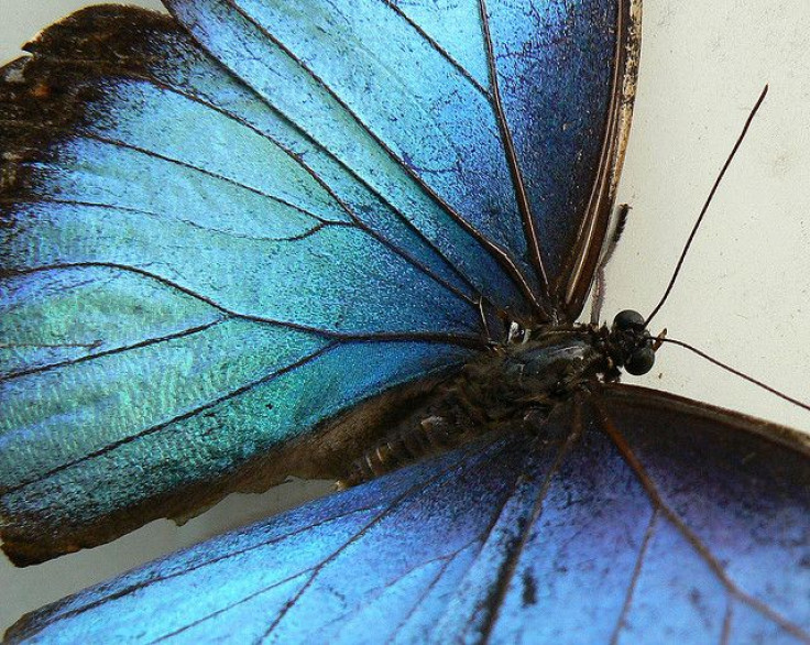 morpho butterfly