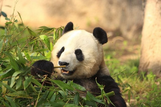 panda