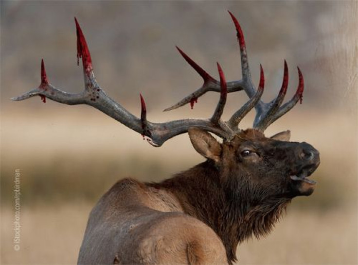 PETA_Elk