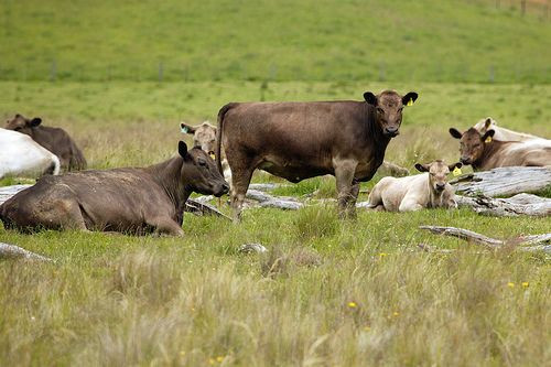 cattle