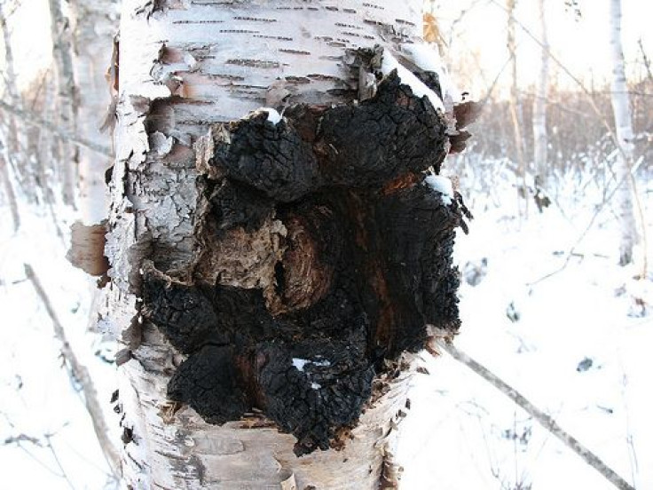 chaga