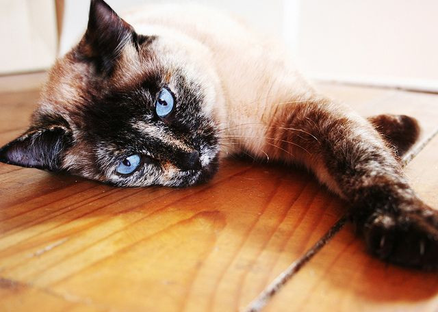 cat