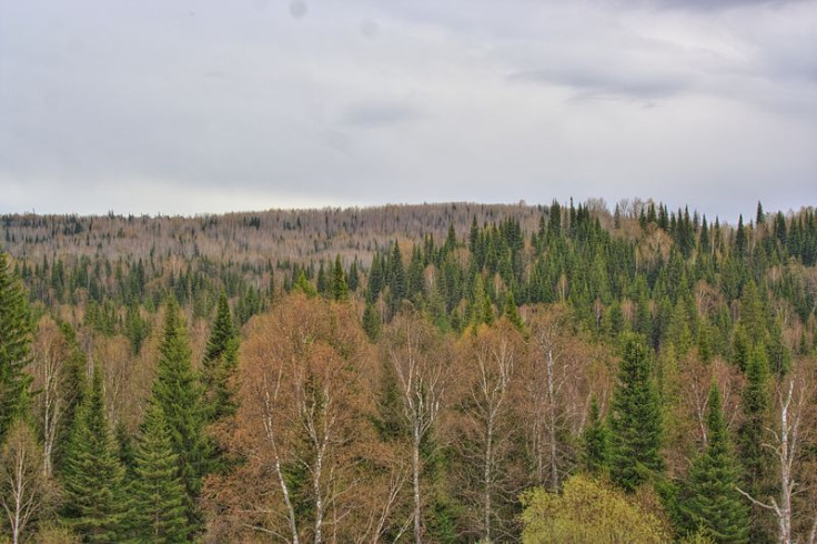 Taiga_in_Zalesovskiy_raion_of_Altai_region_01