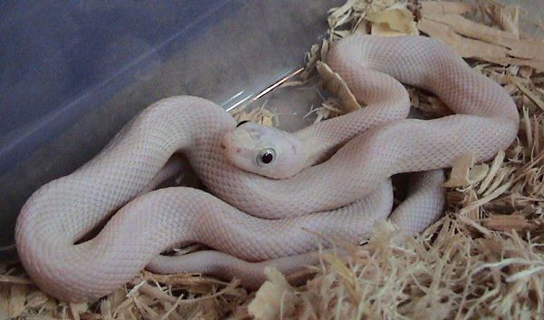 Texas Rat Snake