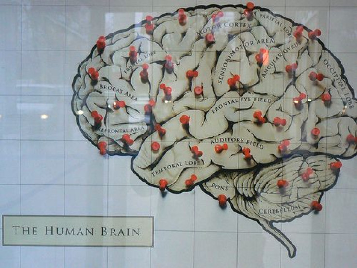 brain