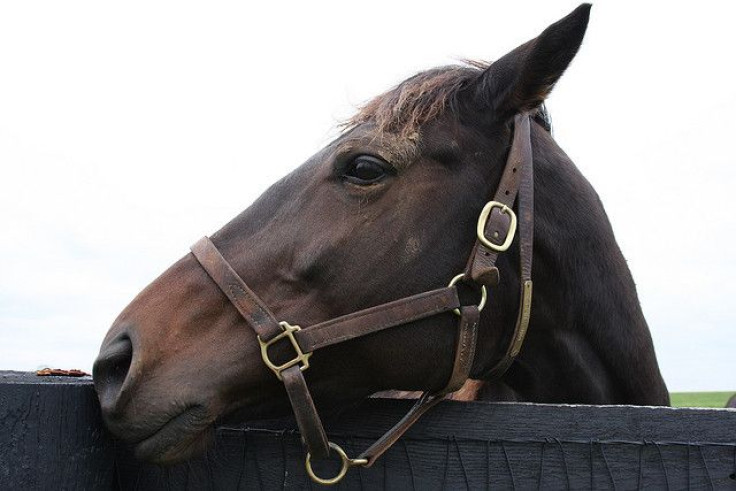 horse