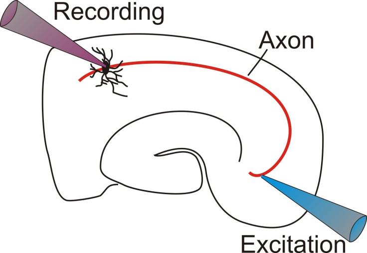 Acute Brain slice Schematic