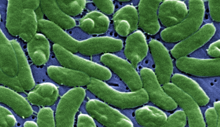 Vibrio Vulnificus 