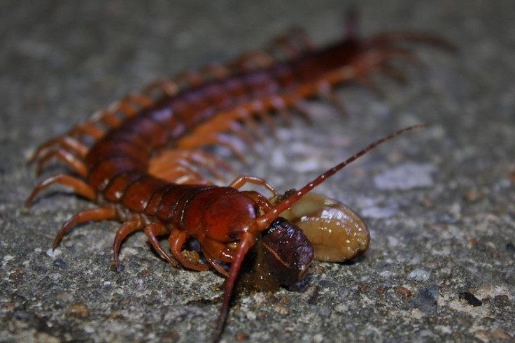 Chinese redheaded centipede