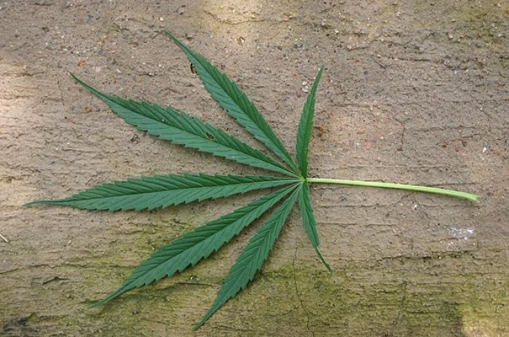 Cannabis leaf