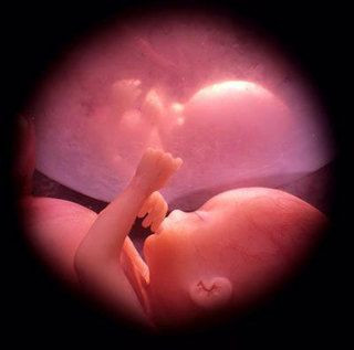 fetus sucking thumb