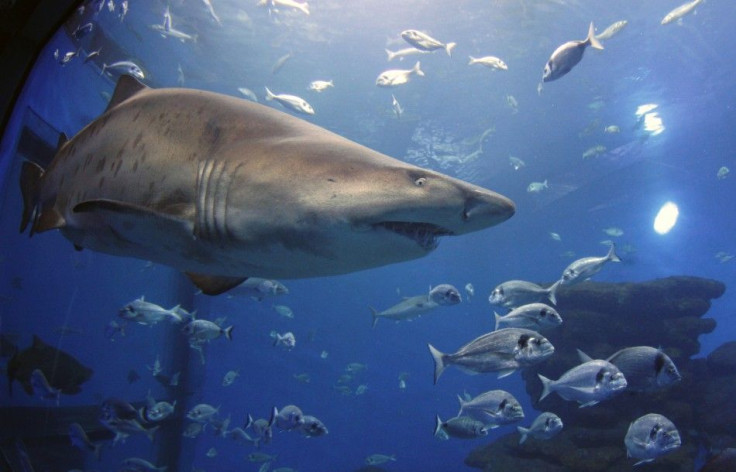 Australian Diver Shark Attack