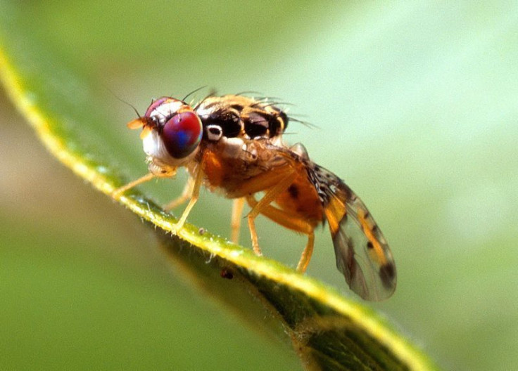 Fruit flies