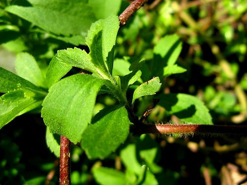 Stevia