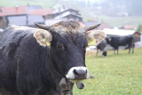 A study found that twice the previously estimated number of people were carriers of the prion responsible for human mad cow disease.
