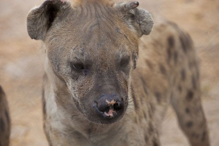 hyena