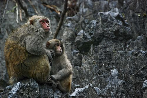 rhesus