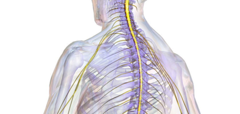 Patients with chronic back pain received an injection of fungus into their spinal cord, causing fungal meningitis.