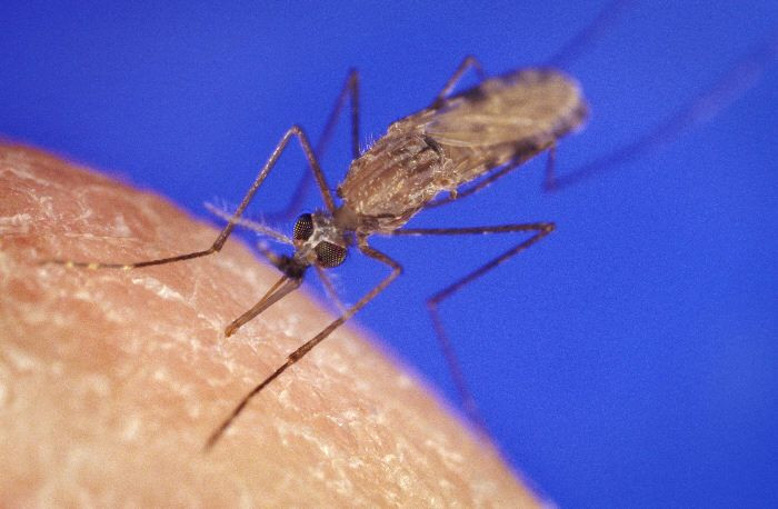 Anopheles Gambiae