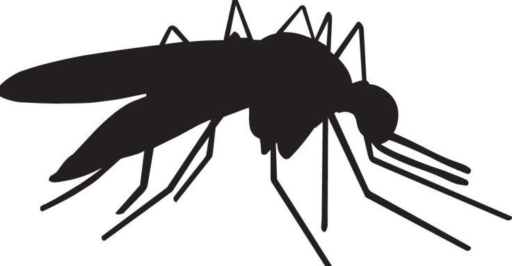 Shutterstock image of mosquito