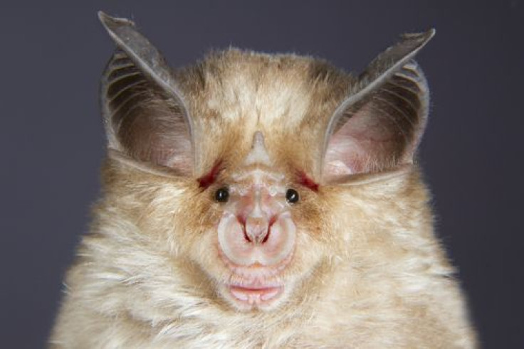 horseshoe bat