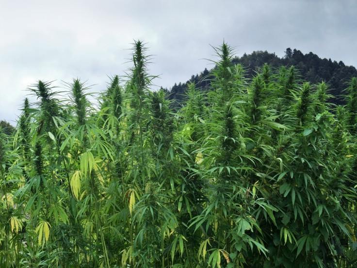 marijuana fields