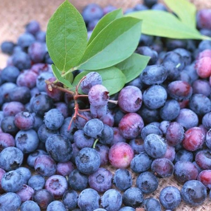 Wild Blueberries