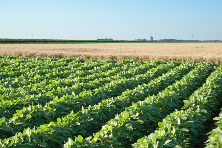 GMO field
