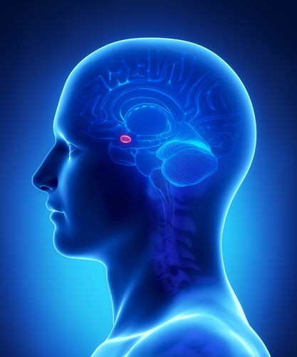 amygdala