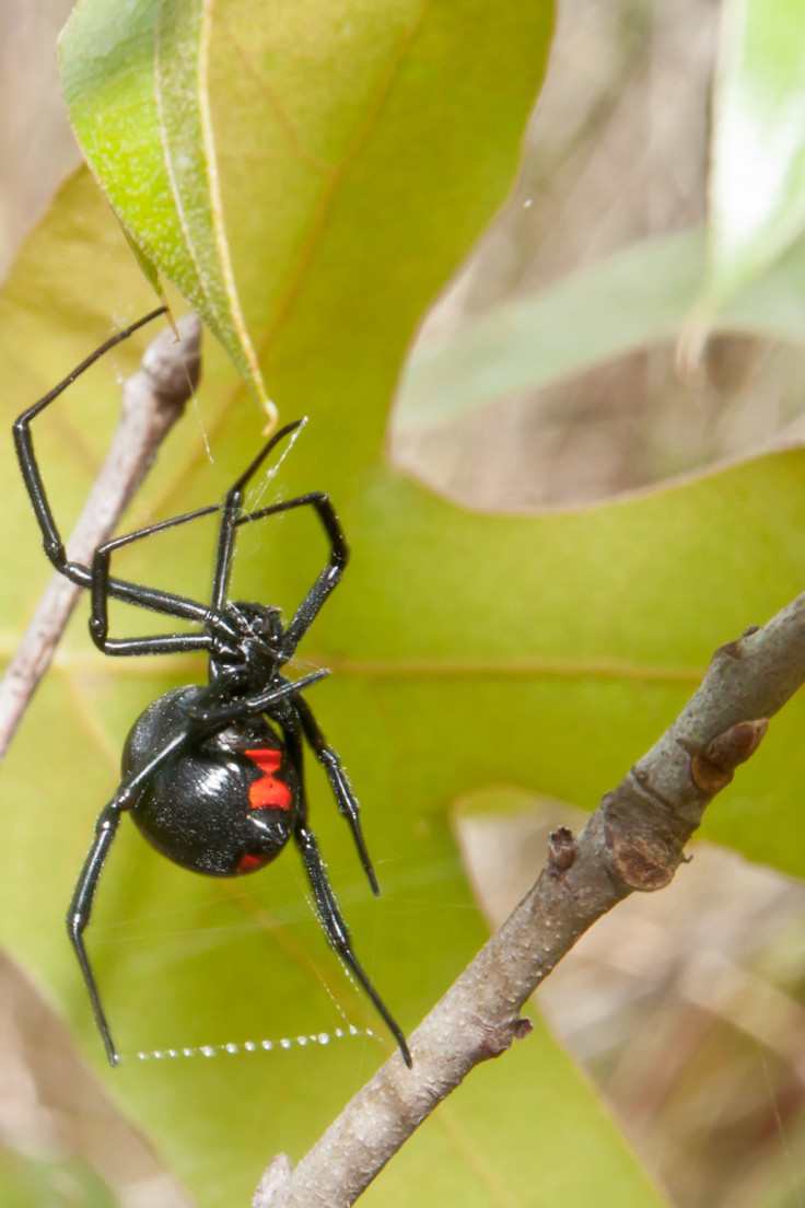 black widow spider