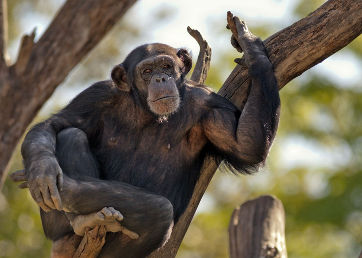 chimpanzee