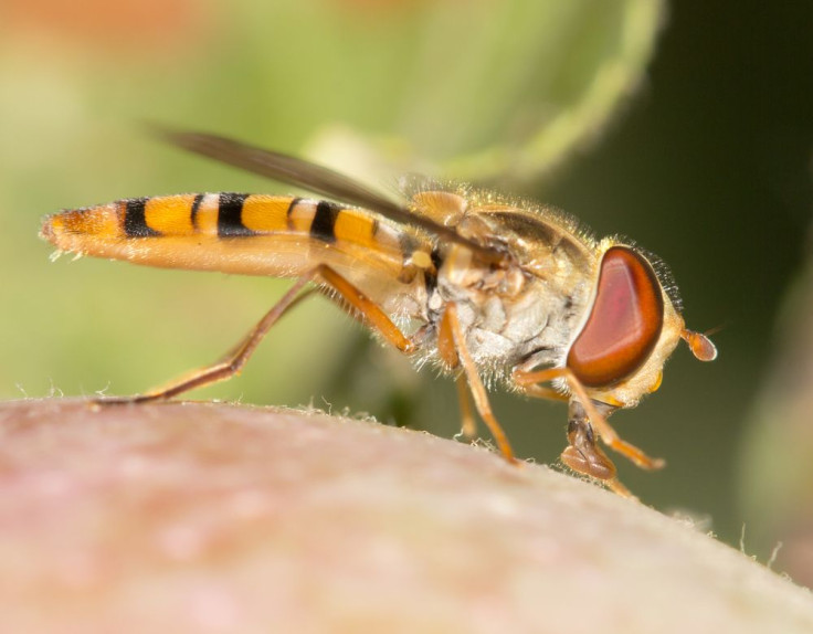 fruit-fly-in-nature