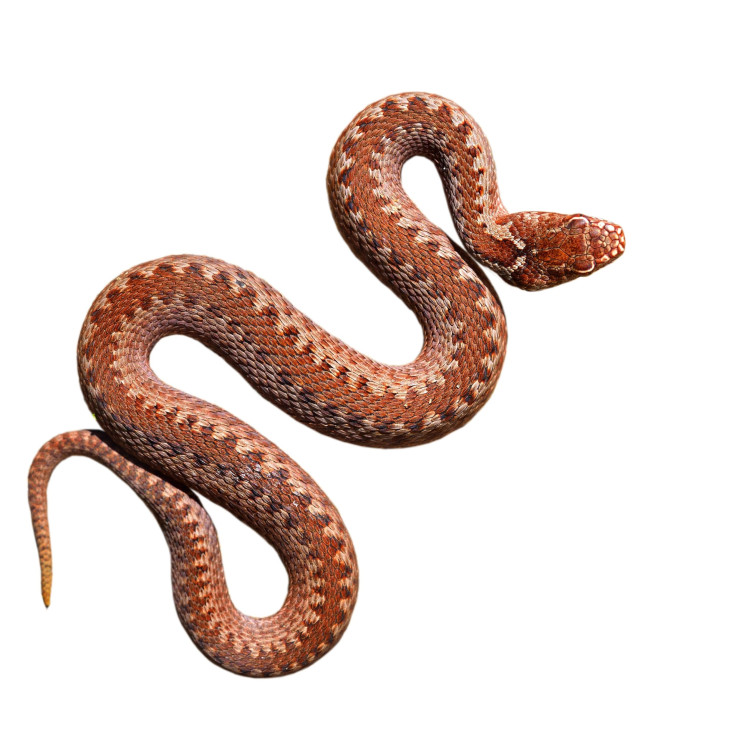 shutterstock_photo of snake