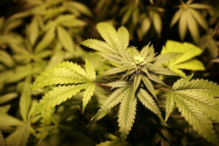 Marijuana Contaminants