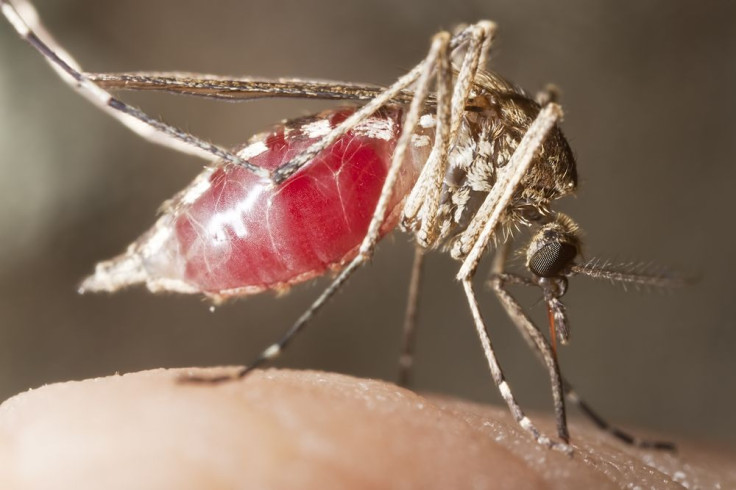 malaria