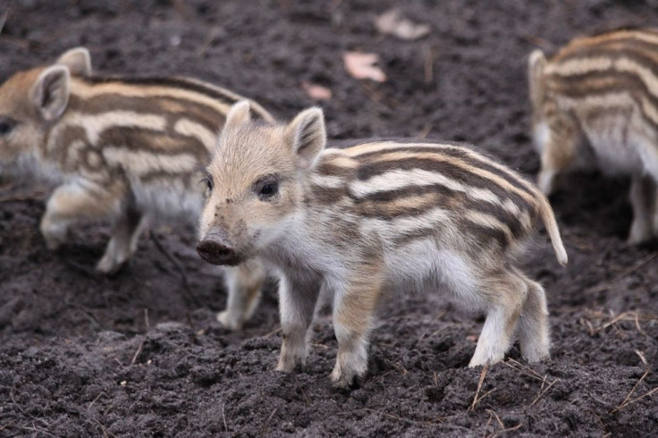 piglets