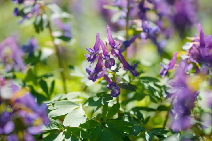 corydalis