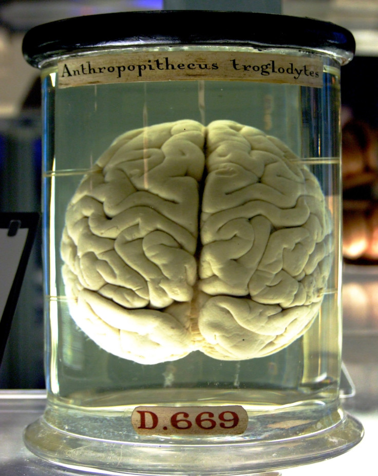 chimp brain in a jar