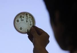 Nightmare Bacteria